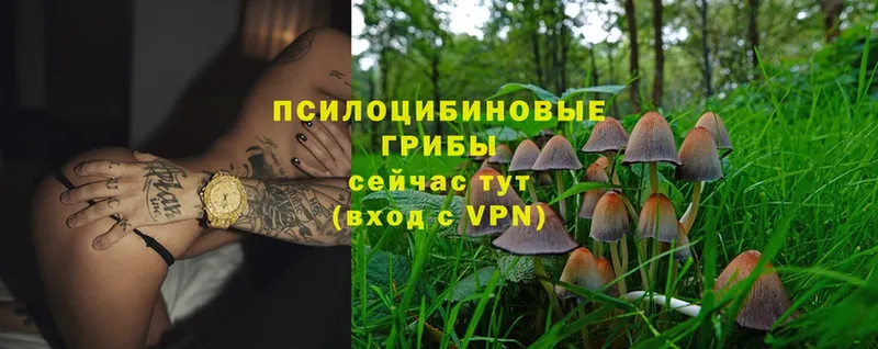 Галлюциногенные грибы Magic Shrooms  где найти наркотики  Хасавюрт 